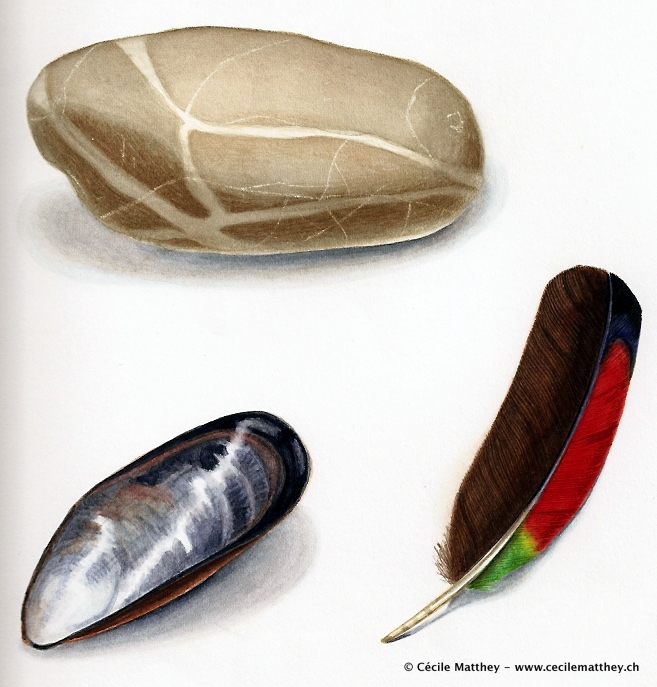 pierre, plume et coquillage