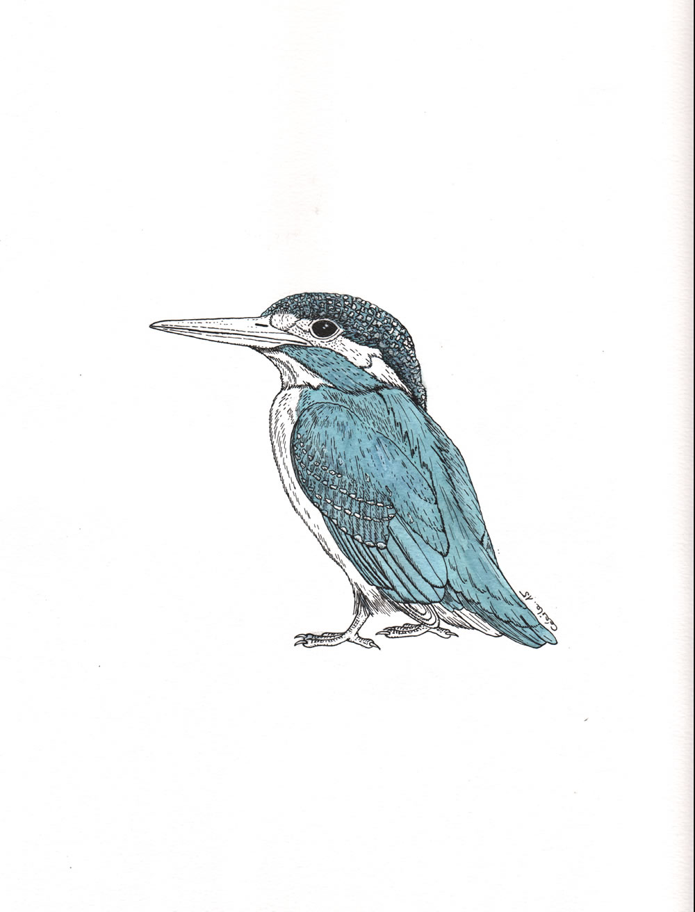 Martin-pêcheur. Illustration pour la revue "Universitas" (Université de Fribourg, Suisse), septembre 2015